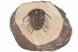 Spiny Cyphaspides Trilobite - Jorf, Morocco #189864-1